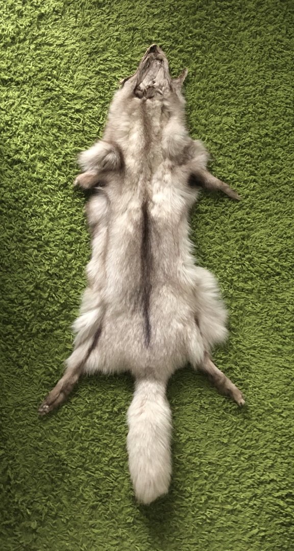 Blue Fox pelt large