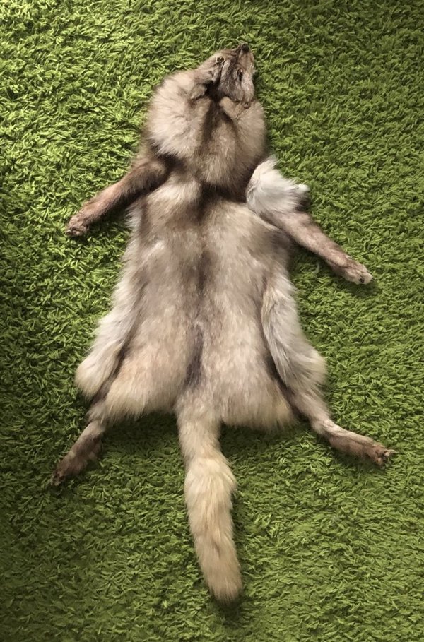 Blue Fox pelt medium